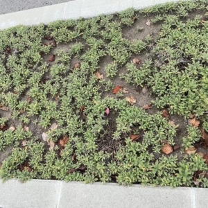 Thumbnail of post image 082